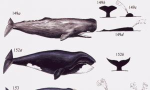 Гренландский кит - интересный морской гигант Сколько живет гренландский кит
