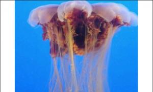 Медуза цианея - самая большая в мире Медуза львиная
