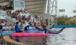 Грандиозное шоу с дельфинами в Паттайе!